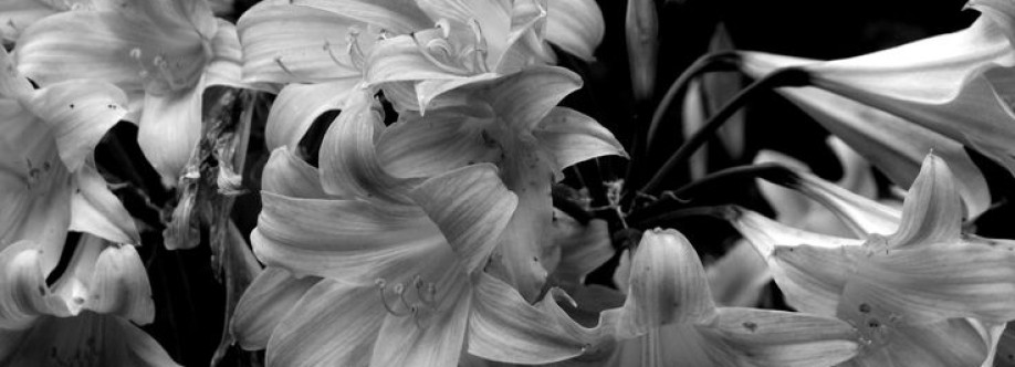Lalaa Cover Image