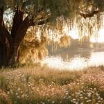 Putri Alya Hanifah Profile Picture