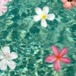 Shafiyya miska ghassani Profile Picture